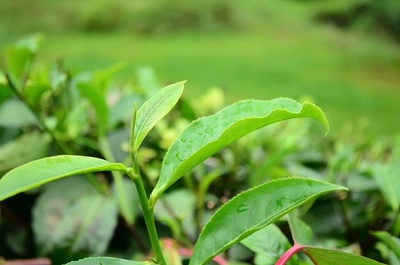 良種是關鍵 茶樹優良品種的八大作用解析